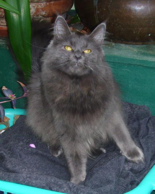 chaton maine coon bleu