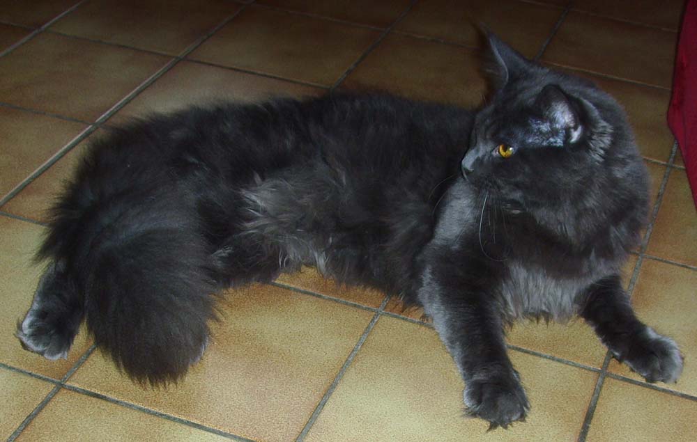 chaton maine coon bleu Eragon 8mois
